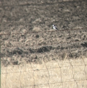 Epthianura albifrons at Leitchville, VIC - 30 Jan 2022 10:24 AM