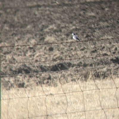 Epthianura albifrons (White-fronted Chat) at Leitchville, VIC - 30 Jan 2022 by Darcy