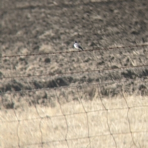 Epthianura albifrons at Leitchville, VIC - 30 Jan 2022