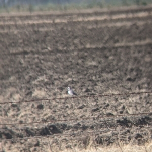 Epthianura albifrons at Leitchville, VIC - 30 Jan 2022