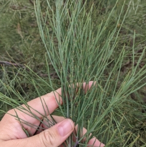 Exocarpos strictus at Gannawarra, VIC - 30 Jan 2022 11:44 AM