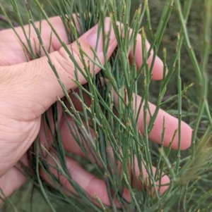 Exocarpos strictus at Gannawarra, VIC - 30 Jan 2022