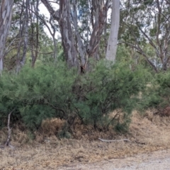 Exocarpos strictus at Gannawarra, VIC - 30 Jan 2022