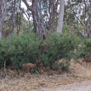 Exocarpos strictus at Gannawarra, VIC - 30 Jan 2022 11:44 AM