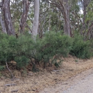 Exocarpos strictus at Gannawarra, VIC - 30 Jan 2022 11:44 AM