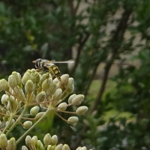 Simosyrphus grandicornis at Kambah, ACT - 30 Jan 2022