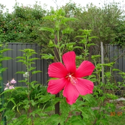 Hibiscus sp. at Kambah, ACT - 30 Jan 2022 by GirtsO