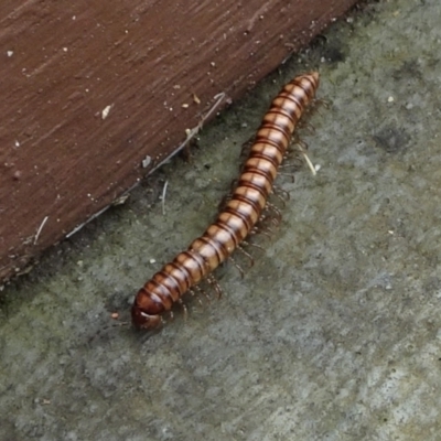 Paradoxosomatidae sp. (family) (Millipede) at Kambah, ACT - 30 Jan 2022 by GirtsO