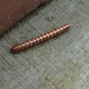 Paradoxosomatidae sp. (family) at Kambah, ACT - 30 Jan 2022