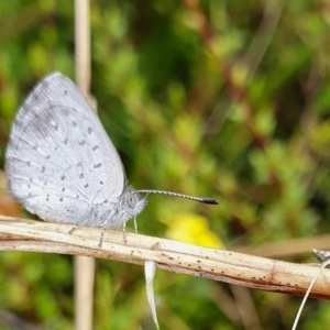 Erina acasta at Yass River, NSW - 29 Jan 2022