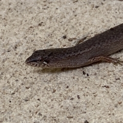 Saproscincus mustelinus (Weasel Skink) at Numeralla, NSW - 30 Jan 2022 by SteveBorkowskis