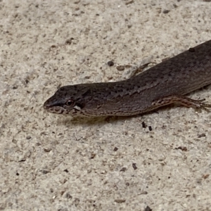 Saproscincus mustelinus at Numeralla, NSW - suppressed