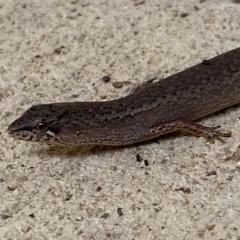 Saproscincus mustelinus at Numeralla, NSW - suppressed