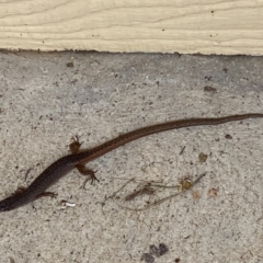 Saproscincus mustelinus at Numeralla, NSW - suppressed