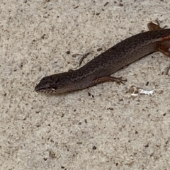 Saproscincus mustelinus at Numeralla, NSW - suppressed