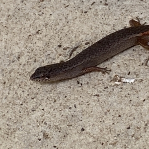 Saproscincus mustelinus at Numeralla, NSW - 30 Jan 2022