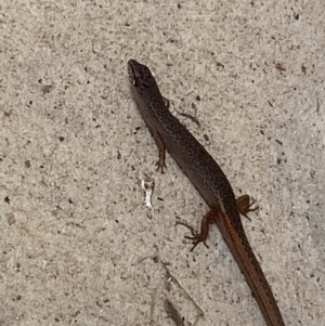 Saproscincus mustelinus at Numeralla, NSW - 30 Jan 2022