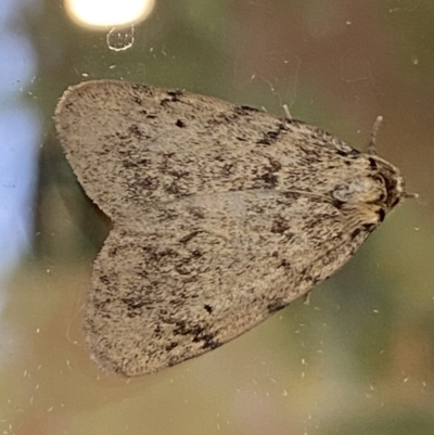 Noctuoidea (superfamily) (A night moth) at Numeralla, NSW - 29 Jan 2022 by Steve_Bok