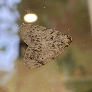 Noctuoidea (superfamily) at Numeralla, NSW - 30 Jan 2022