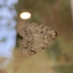 Noctuoidea (superfamily) at suppressed - 30 Jan 2022