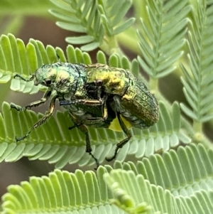 Diphucephala sp. (genus) at Numeralla, NSW - suppressed