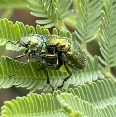 Diphucephala sp. (genus) (Green Scarab Beetle) at Numeralla, NSW - 30 Jan 2022 by Steve_Bok