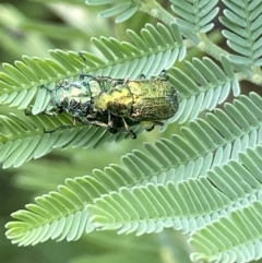 Diphucephala sp. (genus) at Numeralla, NSW - suppressed