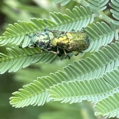 Diphucephala sp. (genus) at Numeralla, NSW - suppressed