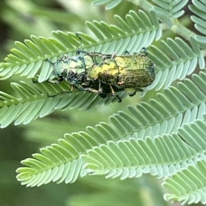 Diphucephala sp. (genus) at Numeralla, NSW - suppressed