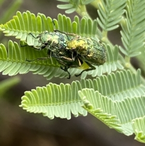 Diphucephala sp. (genus) at Numeralla, NSW - 30 Jan 2022