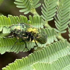 Diphucephala sp. (genus) at Numeralla, NSW - 30 Jan 2022