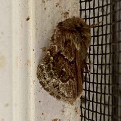 Pernattia pusilla (She-Oak Moth) at Numeralla, NSW - 30 Jan 2022 by SteveBorkowskis