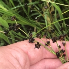 Juncus articulatus (A Rush) at Red Hill Nature Reserve - 28 Jan 2022 by Tapirlord