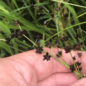 Juncus articulatus at Deakin, ACT - 29 Jan 2022