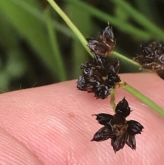 Juncus articulatus at Deakin, ACT - 29 Jan 2022 10:32 AM