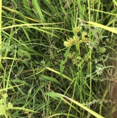 Juncus articulatus at Deakin, ACT - 29 Jan 2022