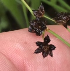 Juncus articulatus at Deakin, ACT - 29 Jan 2022