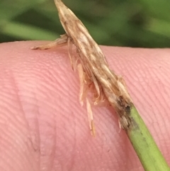 Eleocharis acuta (Common Spike-rush) at Red Hill Nature Reserve - 28 Jan 2022 by Tapirlord