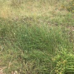 Eleocharis acuta at Red Hill Nature Reserve - 29 Jan 2022