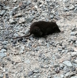 Antechinus mimetes mimetes at Paddys River, ACT - 25 Jan 2022