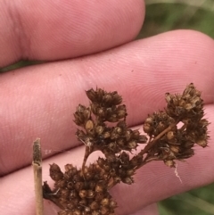 Juncus sp. at Red Hill, ACT - 29 Jan 2022