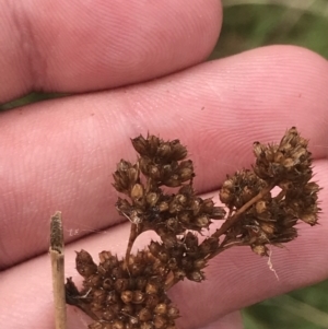 Juncus sp. at Red Hill, ACT - 29 Jan 2022