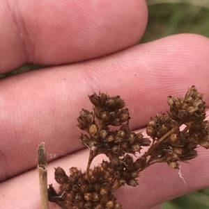 Juncus sp. at Red Hill, ACT - 29 Jan 2022