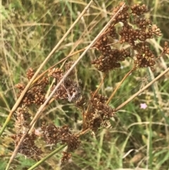 Juncus sp. at Red Hill, ACT - 29 Jan 2022