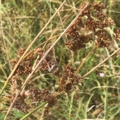 Juncus (genus) at Red Hill, ACT - 29 Jan 2022 10:38 AM
