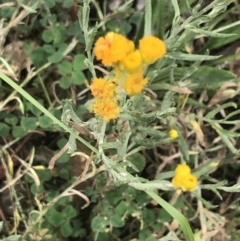 Chrysocephalum apiculatum (Common Everlasting) at Hughes, ACT - 29 Jan 2022 by Tapirlord