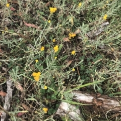 Chrysocephalum apiculatum at Hughes, ACT - 29 Jan 2022