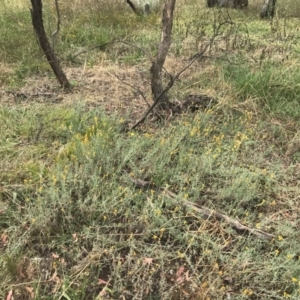 Chrysocephalum apiculatum at Hughes, ACT - 29 Jan 2022