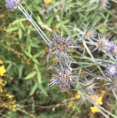 Eryngium ovinum (Blue Devil) at Red Hill to Yarralumla Creek - 28 Jan 2022 by Tapirlord