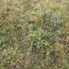 Eryngium ovinum at Red Hill, ACT - 29 Jan 2022